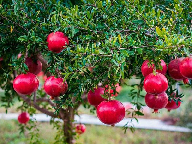 Гранат купить саженцы из питомника {2}